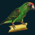 Parrot-Bamboo.png