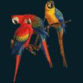 Parrots-Three.png