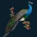 Peacock-Branch.png