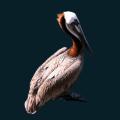 Pelican.png