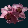 Plum-Orchids.png