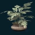 Potted-Fern.png