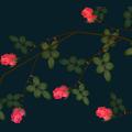 Roses-Thorns.png