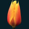 Tulip-Fire.png