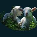 Two-Lambs.png