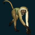 White-Monkey.png