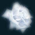 White-Rose-Misted.png