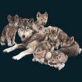 Wolf-Family.png