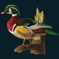 Wood-Duck.png