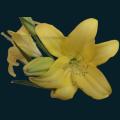 Yellow-Daylilly.png