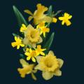 Yellow-Flowers.png