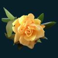 Yellow-Rose.png