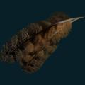 feather-2.png