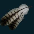 feather-4.png