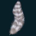feather03.png