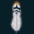 feather04.png