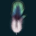 feather07.png