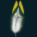 feather08.png