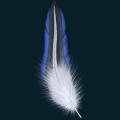 feather09.png