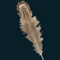 native11.png