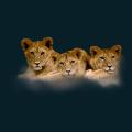 3-Lion-Cubs.png