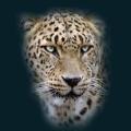 Mist-Leopard.png