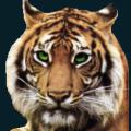 Tiger-Face-Small.png