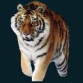 Tiger-Male-Small.png