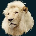 White-Lionhead.png