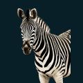 Zebra.png