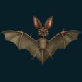 bat-022.png