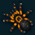 bug-019.png