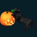 cat-039.png