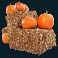 pumpkin-110.png