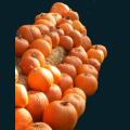 pumpkin-134.png