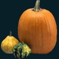 pumpkin-147.png