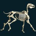 skeleton-014.png