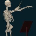 skeleton-020.png