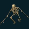 skeleton-049.png