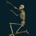 skeleton-050.png