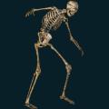 skeleton-063.png