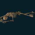 skeleton-064.png