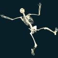 skeleton-069.png
