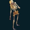 skeleton-070.png