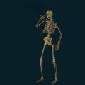 skeleton-072.png