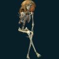 skeleton-094.png