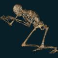 skeleton-100.png