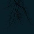 tree-015.png