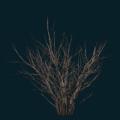 tree-026.png