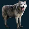 werewolf-029.png